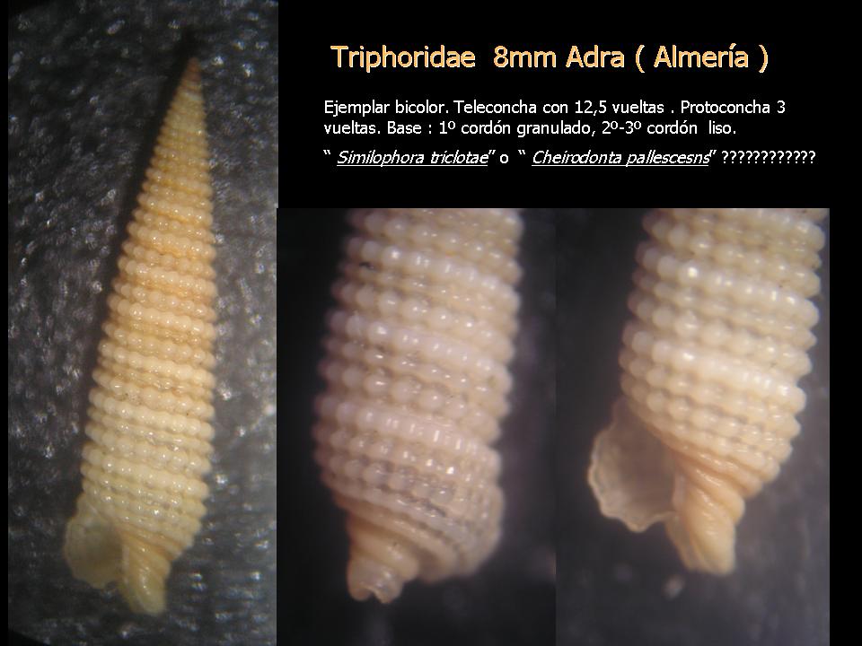 Monophorus erythrosoma, Ocinebrina nicolai e Pseudom kochi